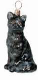 American Shorthair Black